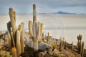 Captus and the Uyuni salar desert. South of Bolivia. photo