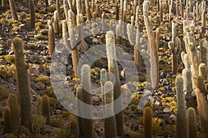 Captus and the Uyuni salar desert. South of Bolivia. photo