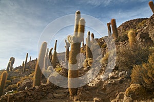 Captus and the Uyuni salar desert. South of Bolivia. photo