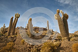 Captus and the Uyuni salar desert. South of Bolivia. photo