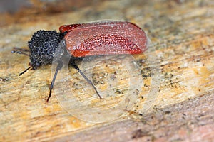 Capuchin beetle (latin name: Bostrichus capucinus - Bostrychidae) - insect sitting on oak wood.