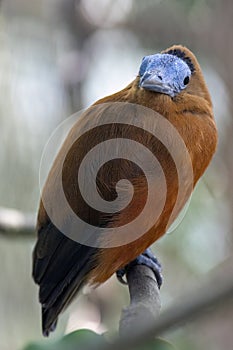 Capuchin bird (Perissocephalus tricolor) sitting on a branch