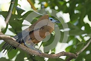 Capuchin bird (Perissocephalus tricolor) sitting on a branch