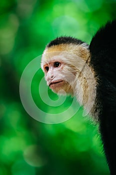 Capuchin  cebidae  monkey in the natural environment. photo