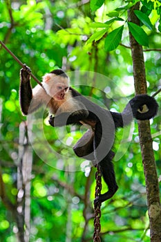 Capuchin cebidae  monkey in the natural environment. photo