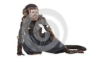 Capuchin monkey