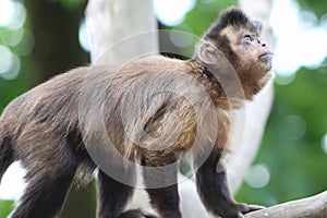 Capuchin Monkey photo