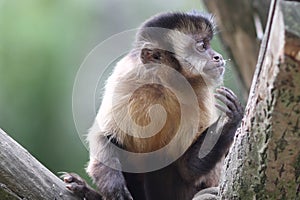 Capuchin Monkey photo