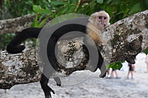 Capuchin monkey photo