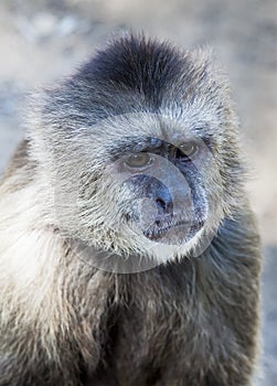 Capuchin monkey