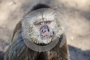 Capuchin monkey