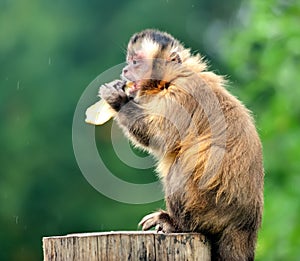 Capuchin monkey