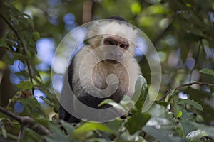 Capuchin Monkey