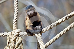 Capuchin monkey