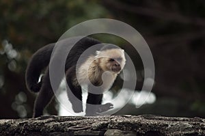 Capuchin Monkey