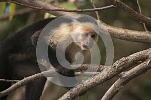 Capuchin Monkey