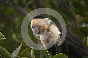 Capuchin Monkey