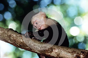 Capuchin monkey photo