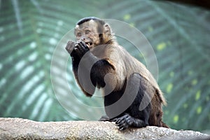 Capuchin Monkey photo