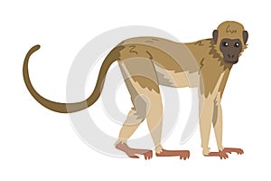 Capuchin Monkey as Omnivorous Ape with Light Brown Back and Creamy Underside Vector Illustration