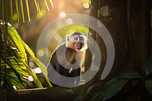 Capuchin monkey in a beautiful sunlit forest with golden light rays