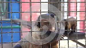 Capuchin monkey begs for food, holds on to the metal rods of the cage with its paws.