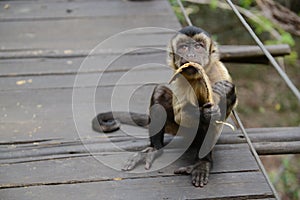 Capuchin monkey