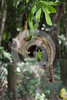 Capuchin monkey on branch 