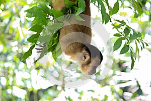 Capuchin monkey on branch looking down