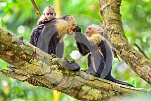 Capuchin Monkey on branch of tree - animals in wilderness