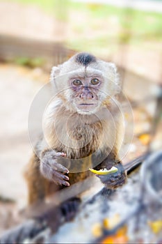 Capuchin monkey in a cage in captivity eating fruits looking