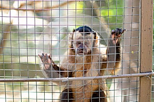 Capuchin monkey in cage at zoo