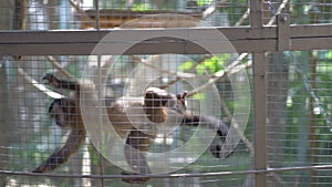 Capuchin monkey in cage at zoo, taking twig with green leaves from man`s hands.