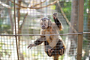 Capuchin monkey in cage at zoo