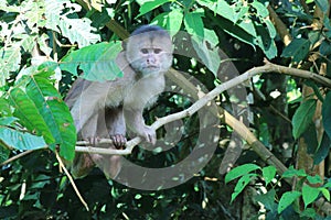 A capuchin monkey, cebus albifrons, up in the trees of the amazon rainforest