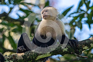 Capuchin monkey Cebus capucinus