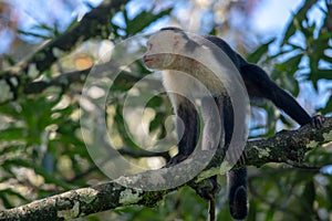 Capuchin monkey Cebus capucinus