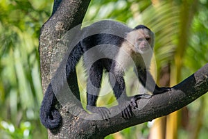 Capuchin monkey Cebus capucinus