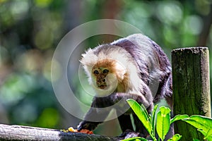 Capuchin Monkey (Cebus capucinus)