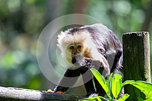 Capuchin Monkey (Cebus capucinus)