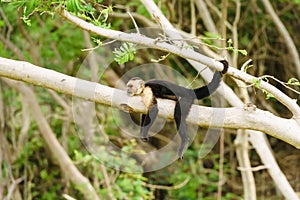 Capuchin monkey Cebus capucinus resting