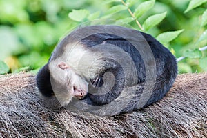 Capuchin monkey (Cebus capucinus)