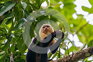 capuchin monkey (Cebus capucinus), taken in Costa Rica