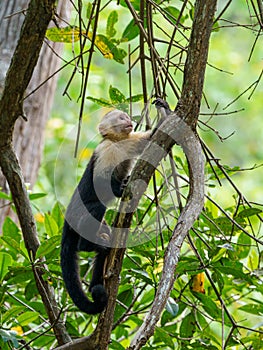 capuchin monkey & x28;Cebus capucinus& x29;, taken in Costa Rica