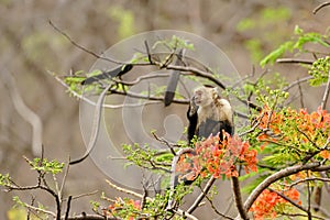 capuchin monkey & x28;Cebus capucinus& x29;, taken in Costa Rica