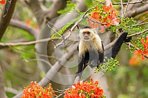 capuchin monkey & x28;Cebus capucinus& x29;, taken in Costa Rica