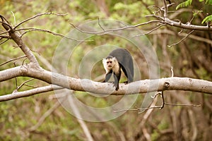 capuchin monkey & x28;Cebus capucinus& x29;, taken in Costa Rica