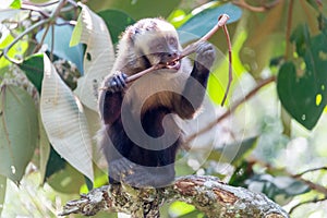 Capuchin Monkey Chewing on a Stick