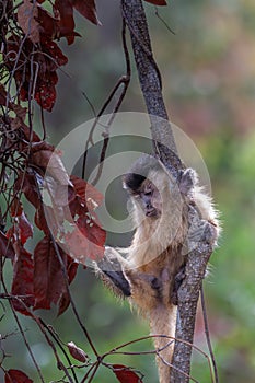 Capuchin monkey climbing in a tree - Pantanal