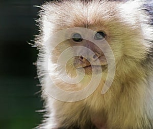 Capuchin Monkey closeup